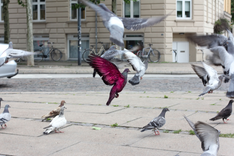 Файл:Pigeons2.png